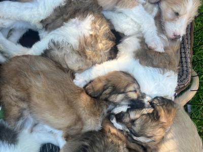 Greengrass Lurcher puppies