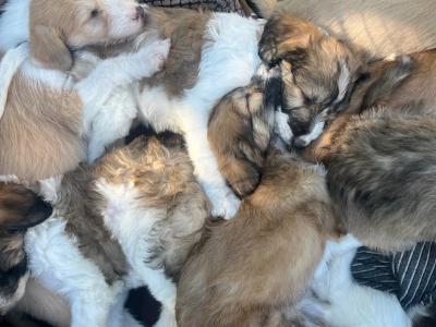 Greengrass Lurcher puppies in Tipperary