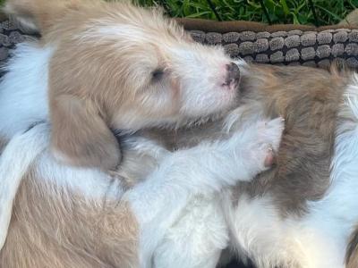Greengrass Lurcher puppies in Tipperary