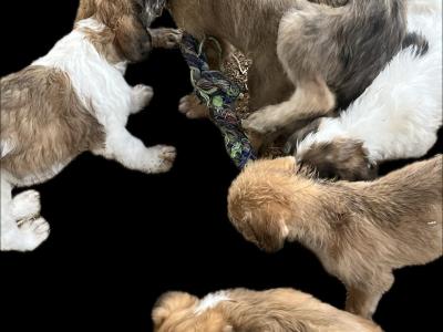 Greengrass Lurcher puppies