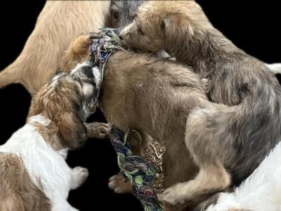 Greengrass Lurcher puppies in Tipperary
