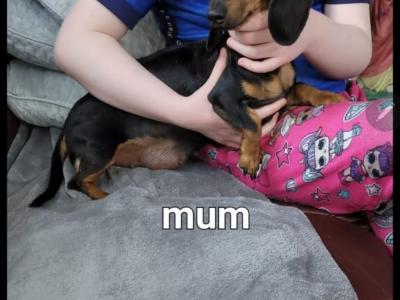 Minature Dachshund puppies for sale in Meath