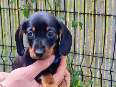 Minature Dachshund puppies for sale in Meath