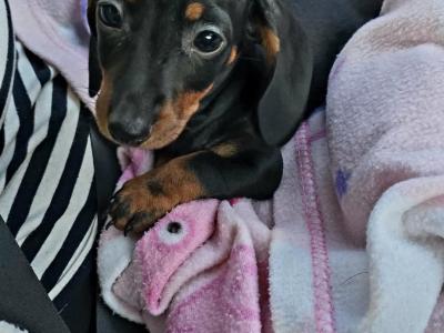 Minature Dachshund puppies for sale in Meath
