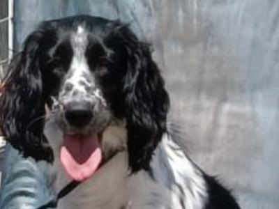 Sprocker Spaniel