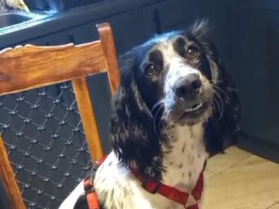 Sprocker Spaniel