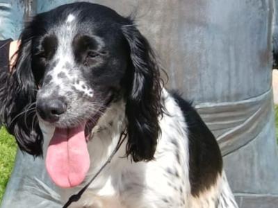 Sprocker Spaniel
