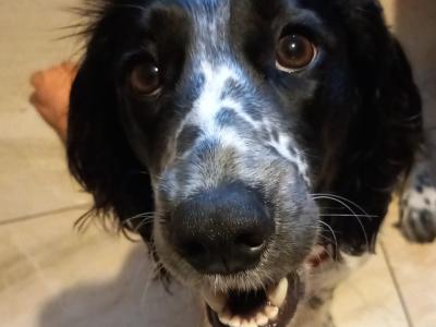Sprocker Spaniel