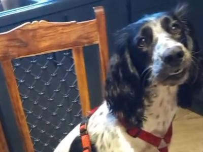 Sprocker Spaniel