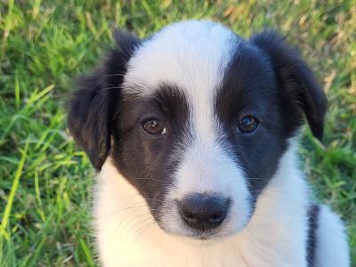 Border Collie puppies in Cork