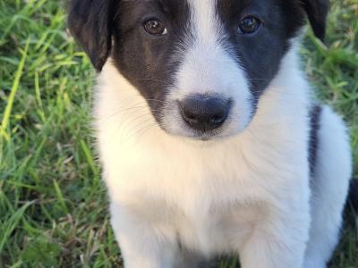 Border Collie puppies in Cork