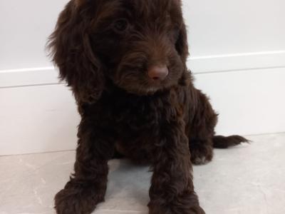Mini Chocolate Cockapoo puppies in Waterford