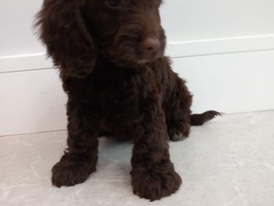 Mini Chocolate Cockapoo puppies in Waterford