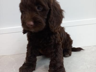 Mini Chocolate Cockapoo puppies in Waterford