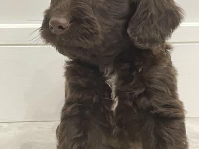 Mini Chocolate Cockapoo puppies in Waterford
