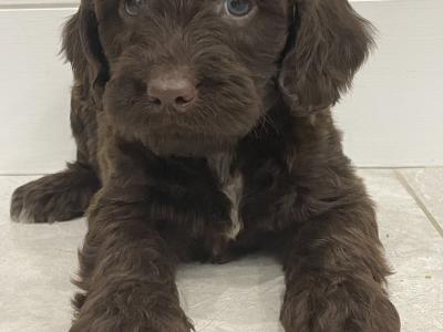 Mini Chocolate Cockapoo puppies in Waterford