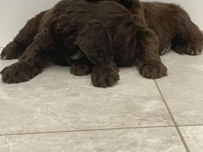Mini Chocolate Cockapoo puppies in Waterford