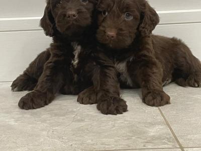 Mini Chocolate Cockapoo puppies in Waterford