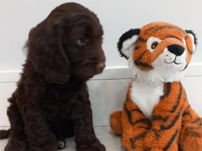 Mini Chocolate Cockapoo puppies in Waterford