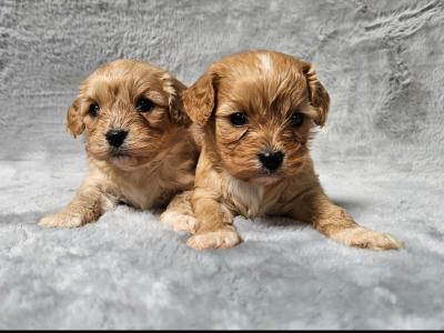 Gentle Cavachon puppies