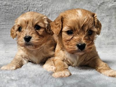Gentle Cavachon puppies in Limerick