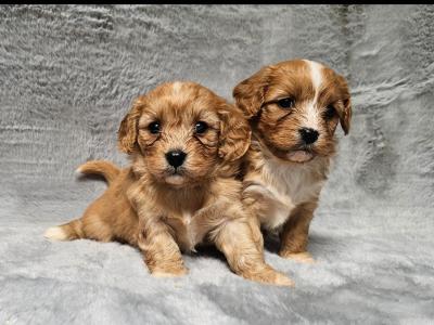 Gentle Cavachon puppies