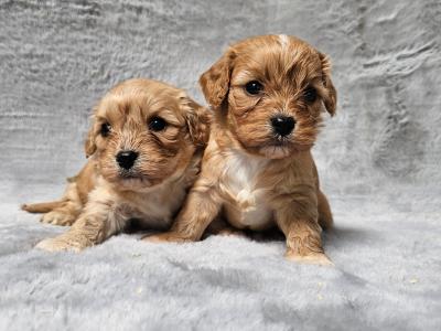 Gentle Cavachon puppies