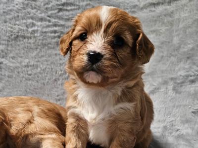 Gentle Cavachon puppies