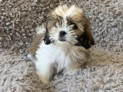 Beautiful Malt-Tzu (Shih Tzu x Maltese) puppies for sale in Laois– 11 Weeks old