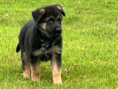 Quality Short Coat German Shepherd pups in Waterford