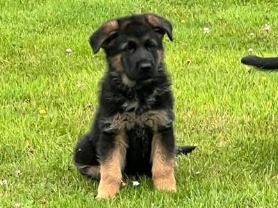 Quality Short Coat German Shepherd pups in Waterford