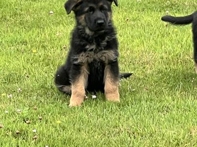 Quality Short Coat German Shepherd pups in Waterford