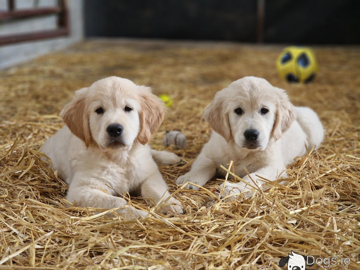 Golden Retriever Top Best Family Dogs Golden Retriever Top 10 Dog