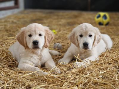 IKC Registered Family Friendly Golden Retriever puppies in Tipperary