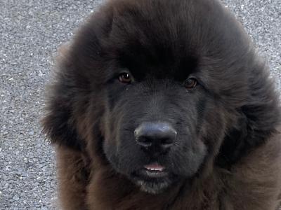 Male Newfoundland puppy left for sale in Galway