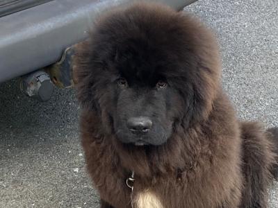 Male Newfoundland puppy left for sale in Galway
