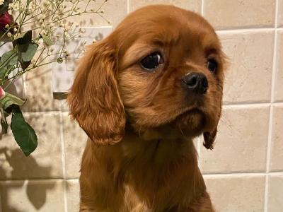 Cavalier King Charles Spaniel puppies in Cavan