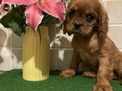 Cavalier King Charles Spaniel puppies in Cavan