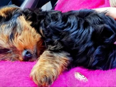 Tiny, playful Yorkie puppies🐾❤️💙🐾