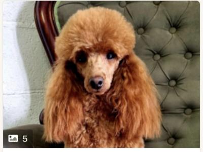 Miniature Poodles. Champion Bloodlines. One female left