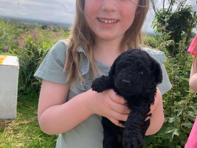 Miniature Poodles. Champion Bloodlines. One female left