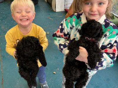 Miniature Poodles. Champion Bloodlines. One female left