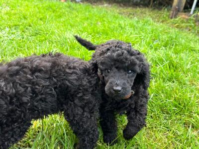 Miniature Poodles. Champion Bloodlines. One female left
