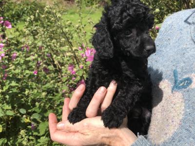 Miniature Poodles. Champion Bloodlines. One female left