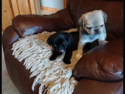 Beautiful Pug puppies in Roscommon