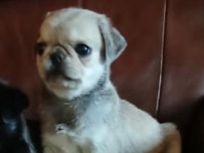 Beautiful Pug puppies in Roscommon