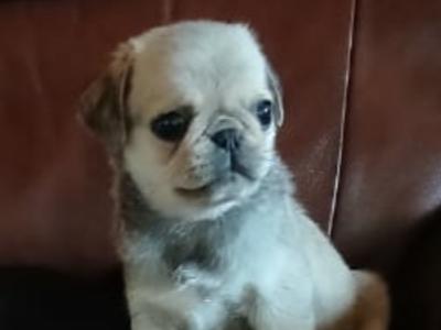 Beautiful Pug puppies in Roscommon