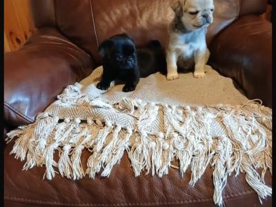 Beautiful Pug puppies in Roscommon