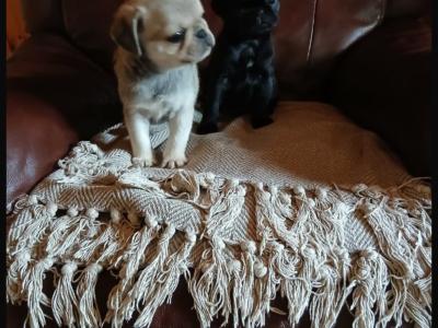 Beautiful Pug puppies in Roscommon
