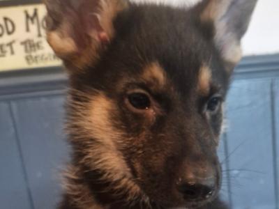 Stunning, Purebred Straight Backed Traditional German Shepherd puppies in Offaly